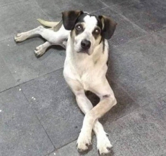 Carrefour vai pagar R$ 1 milhão pela morte da dócil cachorra Manchinha