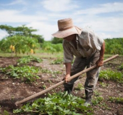 Fazendeiro não tem direito à aposentadoria rural especial Fazendeiro não tem direito à aposentadoria rural especial