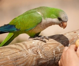 Ibama indenizará dono de aves que morreram em criadouro federal